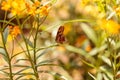 Julia Longwing butterfly, Ã¢â¬Å½Dryas iulia Royalty Free Stock Photo